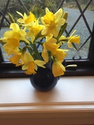 6th Feb 2021 - Daffodils 
