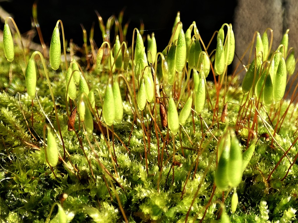 More Moss flowers by julienne1