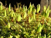 6th Feb 2021 - More Moss flowers