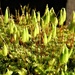 More Moss flowers by julienne1