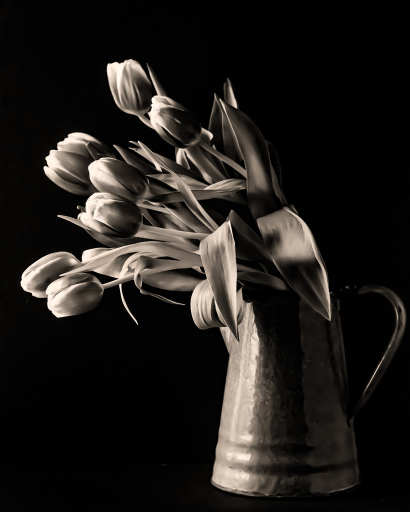 tulips bw by jernst1779