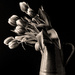 tulips bw by jernst1779