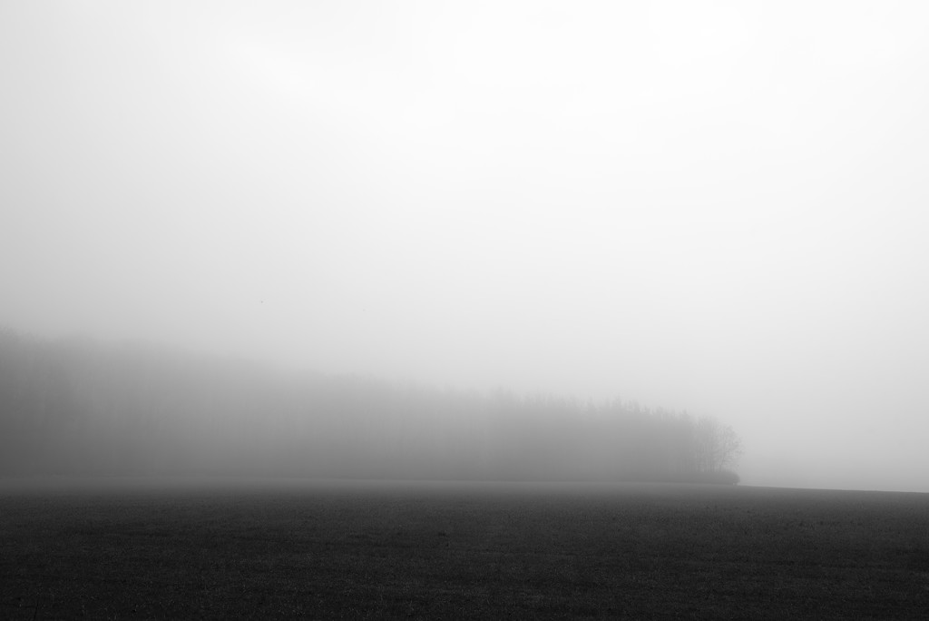 Copse in the mist by seanoneill