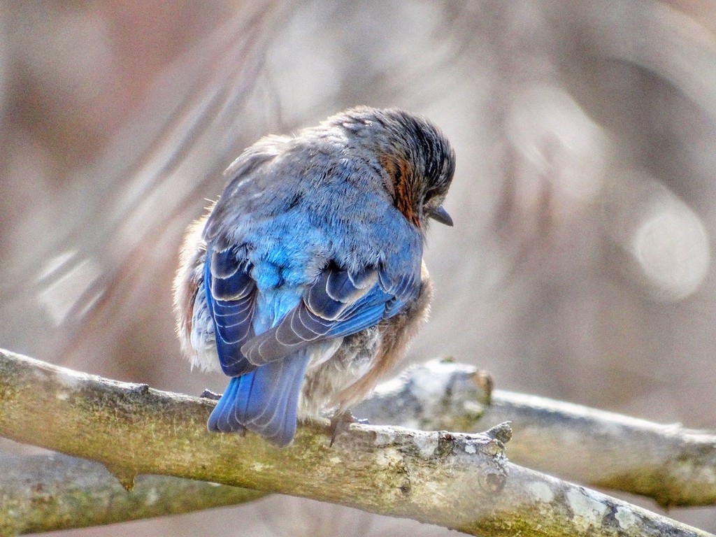Bashful Bluebird  by khawbecker