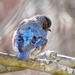 Bashful Bluebird  by khawbecker