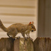 Long Tail Squirrel Out the Back Window! by rickster549
