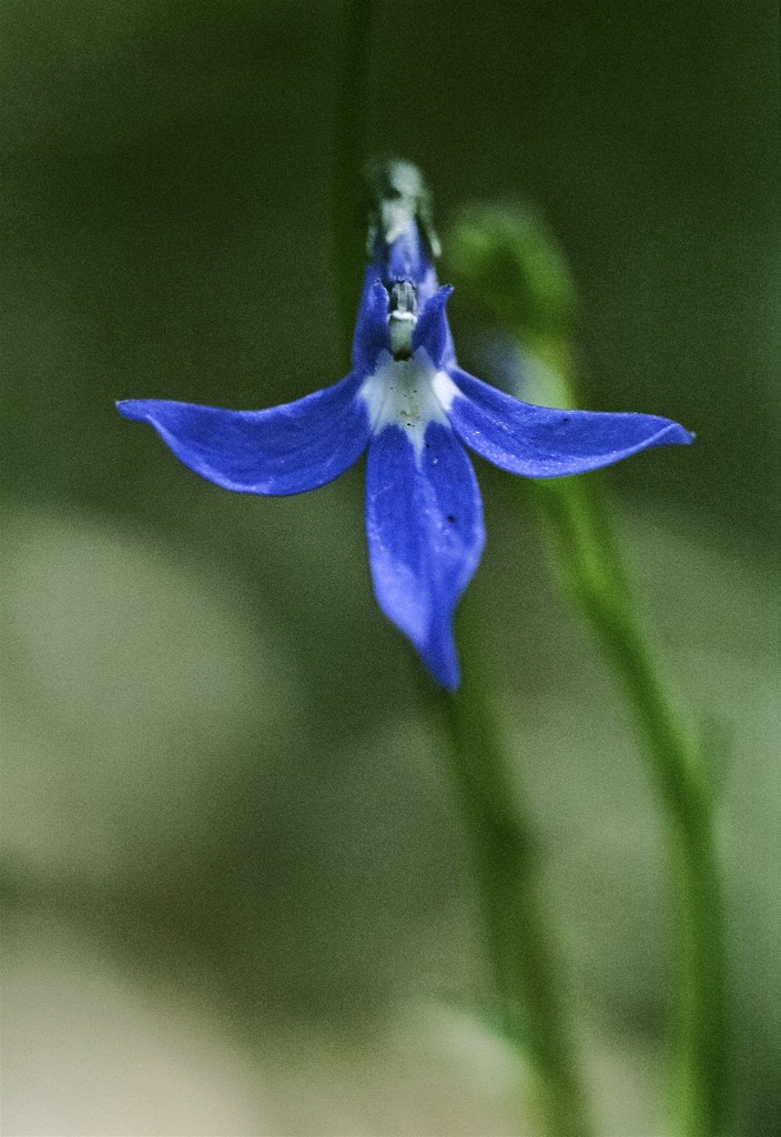 Tiny toothed lobelia by peterdegraaff