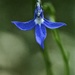 Tiny toothed lobelia by peterdegraaff