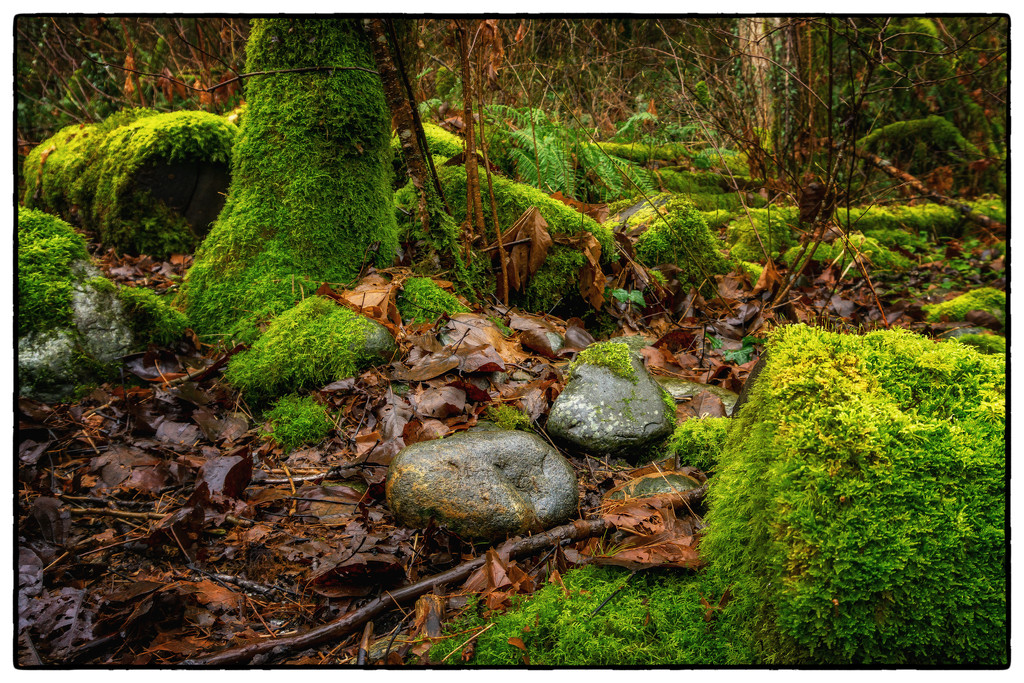 Forest Floor by cdcook48