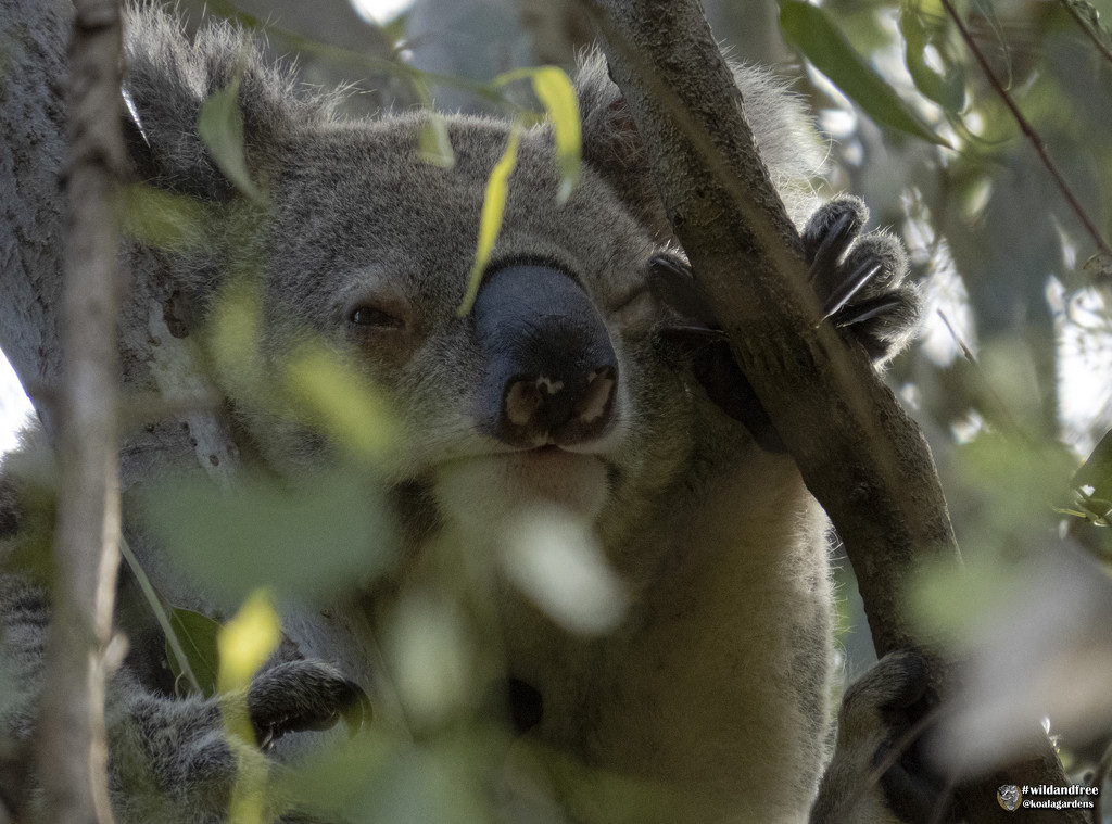 I spy with my little eye ... by koalagardens