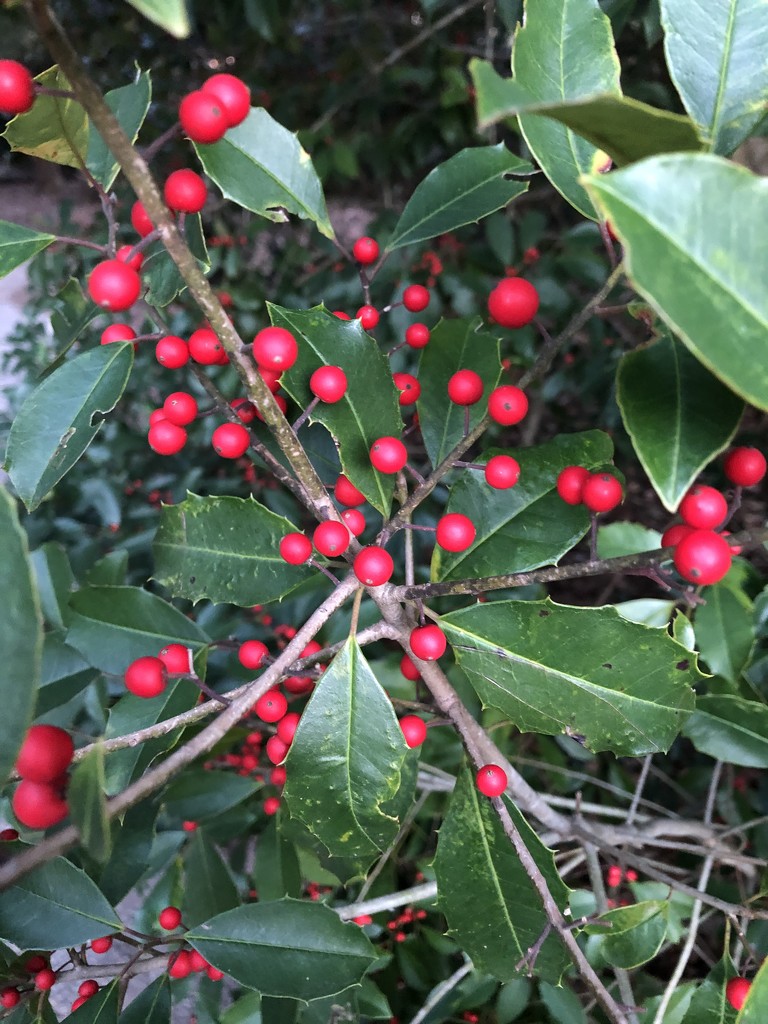 Holly berries by congaree