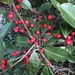 Holly berries by congaree