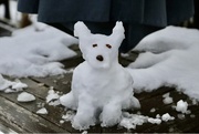 24th Jan 2021 - Snow Dog