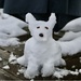 Snow Dog by nicolaeastwood