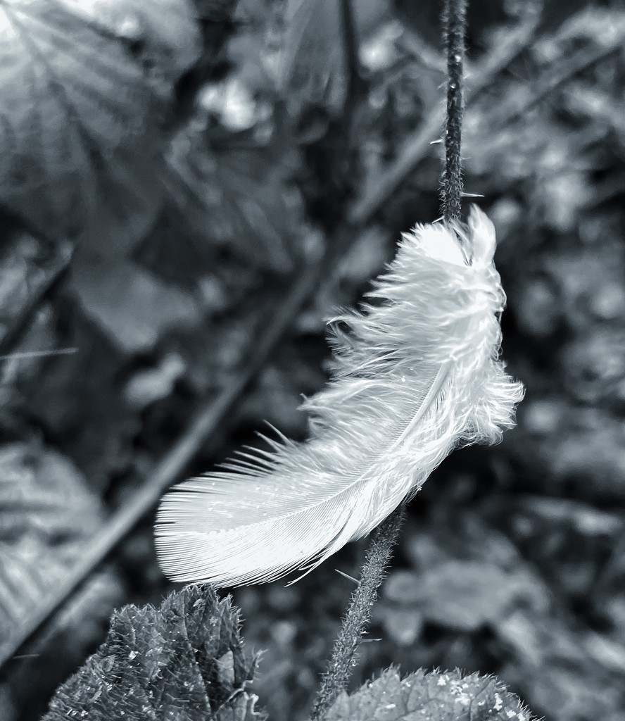 Angel feather? by denful