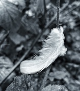 7th Feb 2021 - Angel feather?