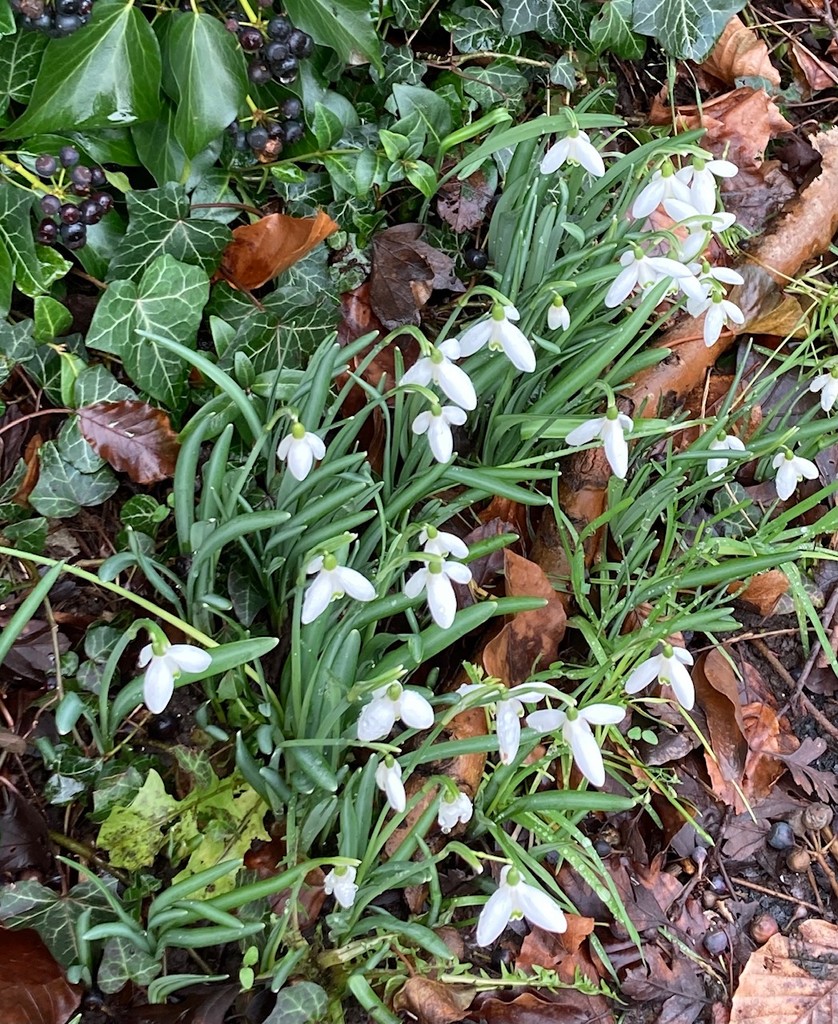 Snowdrops - yay by elainepenney