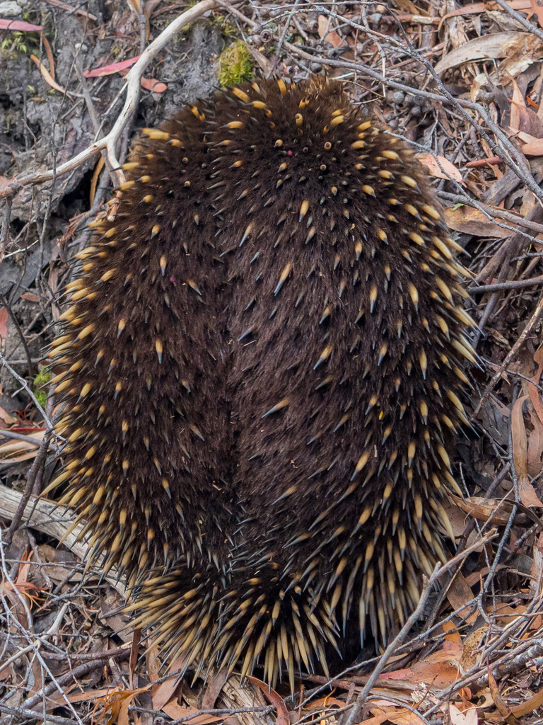 Echidna spines are actually...hairs by gosia