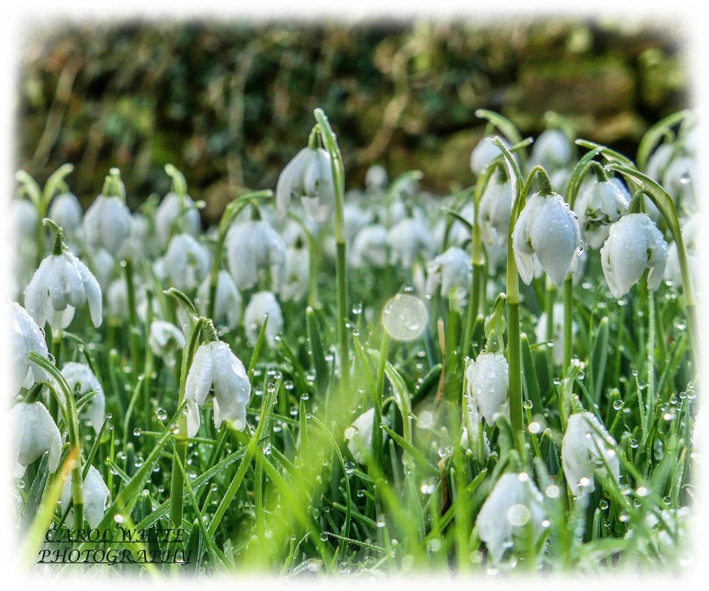 Dewdrops And Snowdrops by carolmw