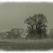 Misty Morning by carolmw