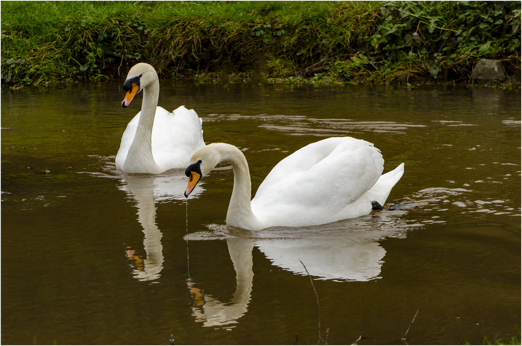 Pair of Swans by clivee