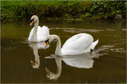 7th Feb 2021 - Pair of Swans