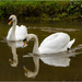 Pair of Swans by clivee