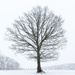 The Tree in snow by leonbuys83