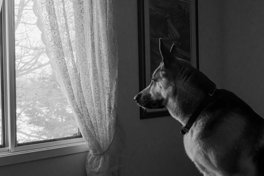 Looking out the Window by farmreporter