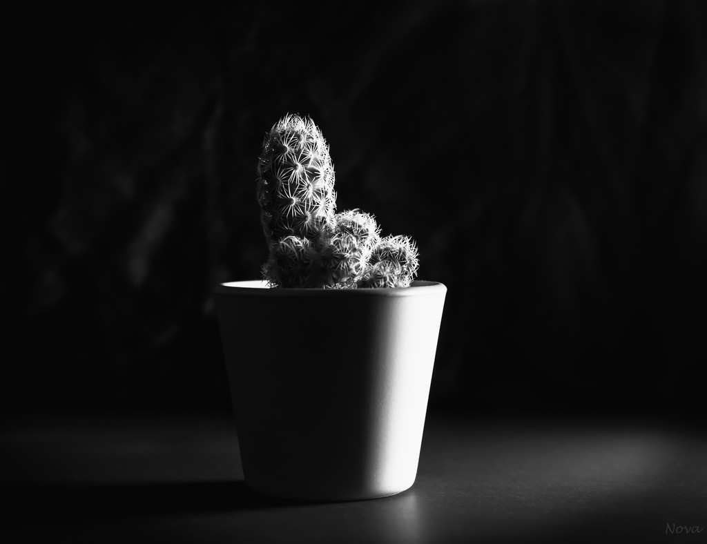 Cactus  by novab