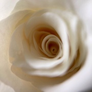 24th Jan 2021 - White rose - up close 