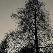 27th Jan 2021 - Trees in twilight 