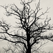 31st Jan 2021 - Tree in silhouette 
