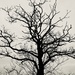 Tree in silhouette  by mollw