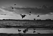 7th Feb 2021 - Seagulls At Sunset DSC_2910