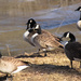 Geese by the lake by mittens