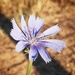 Pretty blue flower  by salza