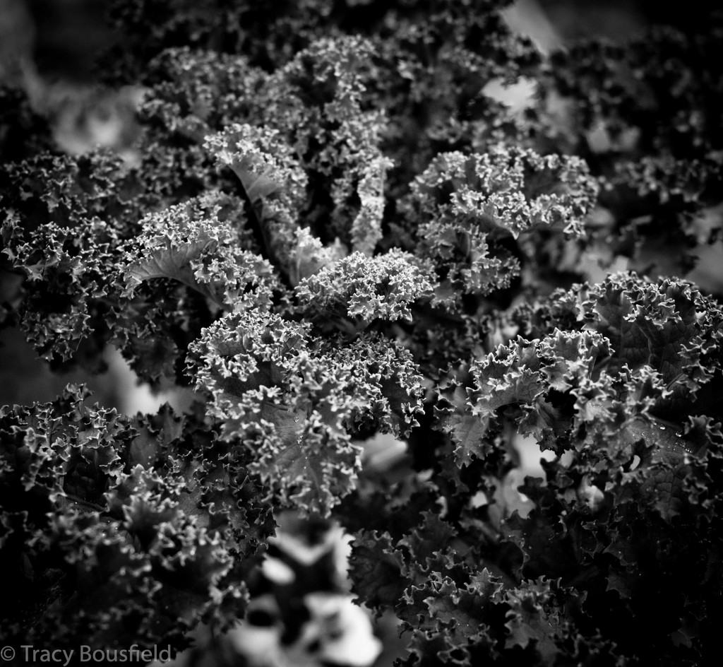 Black Kale by tracybeautychick