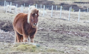 7th Feb 2021 - Shetland Pony