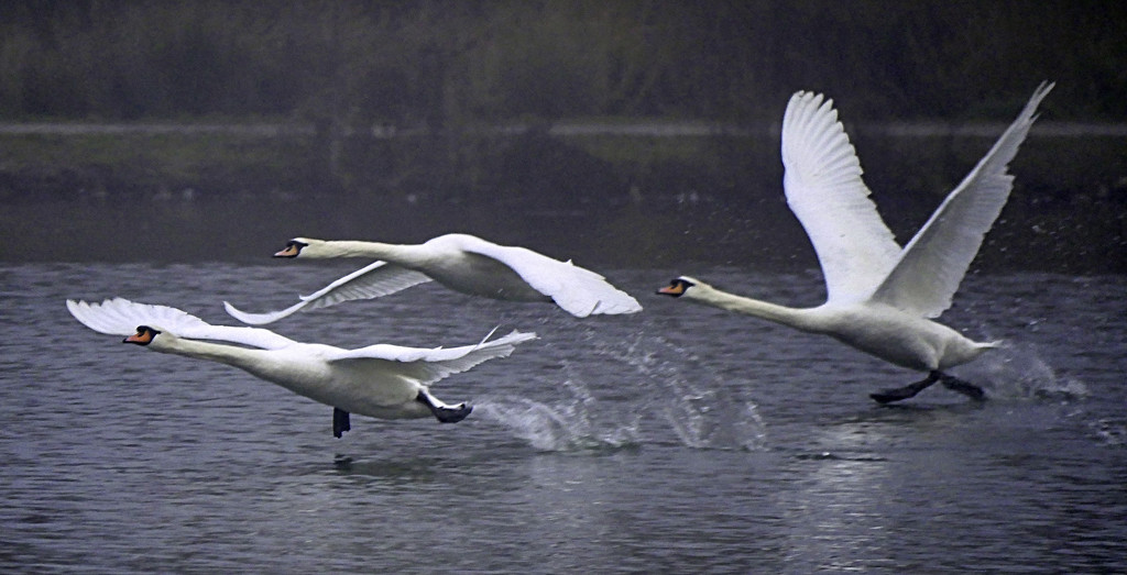 Swans In Flight by tonygig