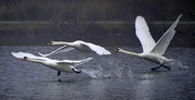 6th Feb 2021 - Swans In Flight