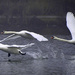 Swans In Flight by tonygig