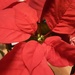 Our Red Poinsettia  by grace55