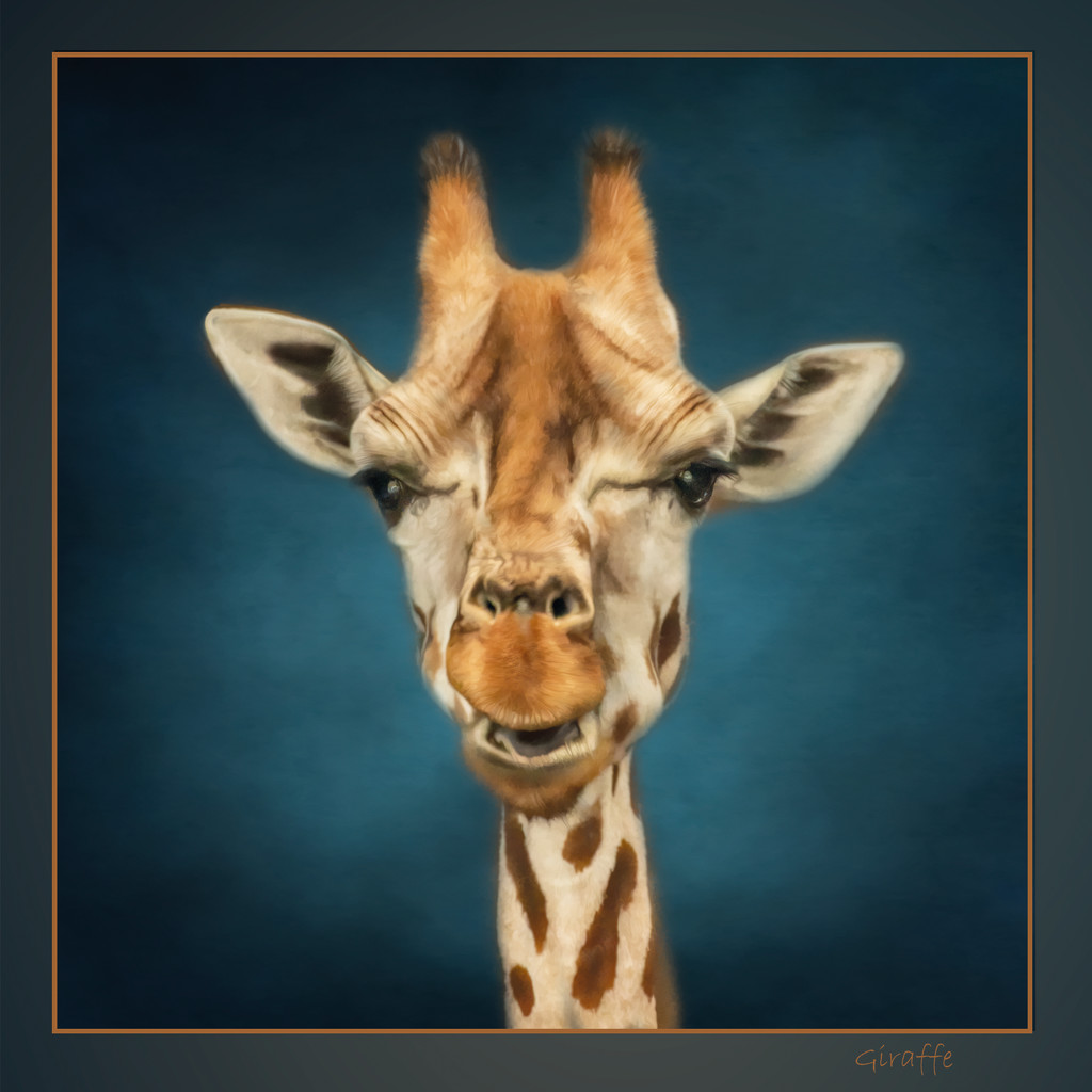 Giraffe Portrait  by shepherdmanswife