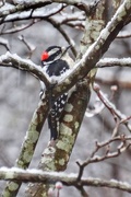 7th Feb 2021 - Snowy Downy Woodpecker 