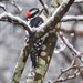 Snowy Downy Woodpecker  by khawbecker