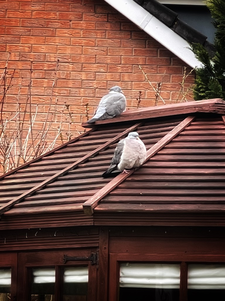 Pigeons by tinley23