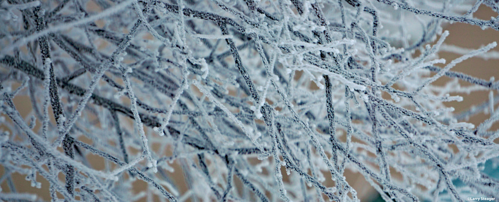 Rime ice by larrysphotos