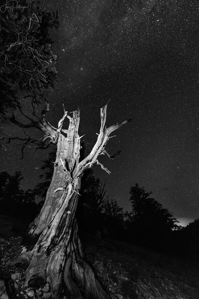 Bristlecone Pine Reaches for the Stars B and W  by jgpittenger