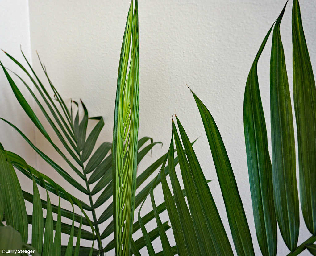 New growth on a house plant by larrysphotos